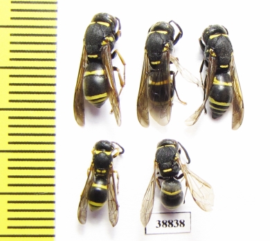 Hymenoptera sp.  Russia, Astrakhan reg. - INSECTS-STORE.RU