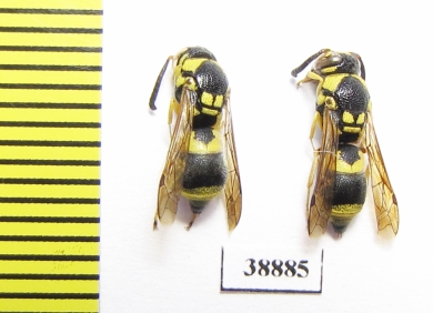 Hymenoptera sp.  Russia, Astrakhan reg. - INSECTS-STORE.RU