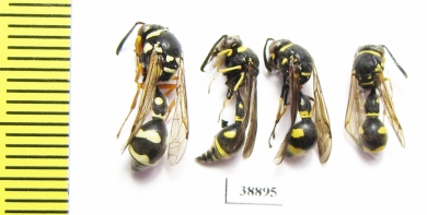 Hymenoptera sp.  Russia, Astrakhan reg. - INSECTS-STORE.RU