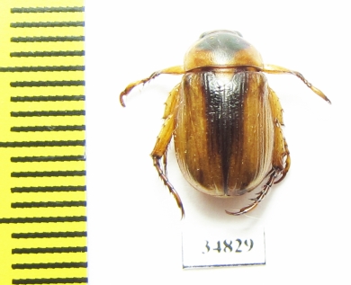 Rutelinae sp.  Sudan - INSECTS-STORE.RU