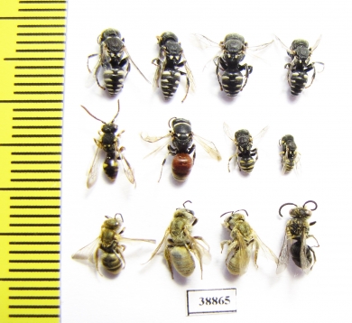 Hymenoptera sp.  Russia, Astrakhan reg. - INSECTS-STORE.RU