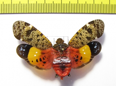 Penthicodes variegata  Thailand - INSECTS-STORE.RU