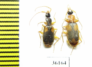 Carabidae sp.  Thailand - INSECTS-STORE.RU