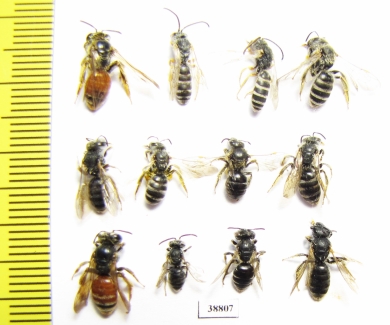 Hymenoptera sp.  Russia, Astrakhan reg. - INSECTS-STORE.RU