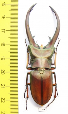 Cyclommatus elaphus  Indonesia, Sumatra 74mm - INSECTS-STORE.RU