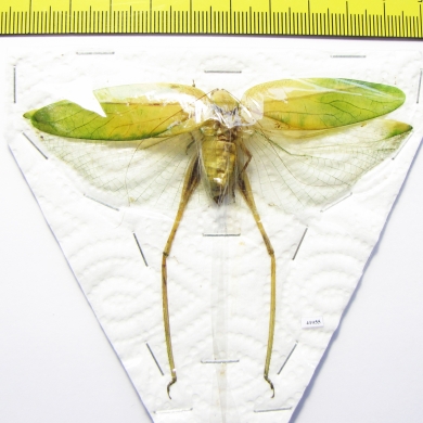 Orthoptera sp.  Thailand  93mm - INSECTS-STORE.RU