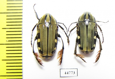 Pogonotarsus plumiger, pair  Madagascar - INSECTS-STORE.RU