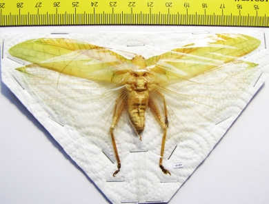 Orthoptera sp.  Thailand  130mm - INSECTS-STORE.RU