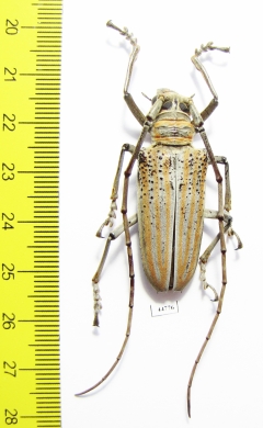 Rosenbergia weiskei, male  Indonesia, Papua N.G.  41mm - INSECTS-STORE.RU