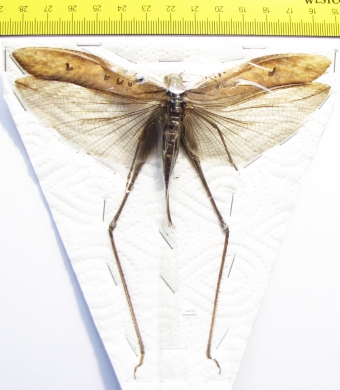 Orthoptera sp.  Thailand  124mm - INSECTS-STORE.RU