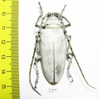 Rosenbergia lactiflua, female  Indonesia, Papua N.G.  48mm - INSECTS-STORE.RU