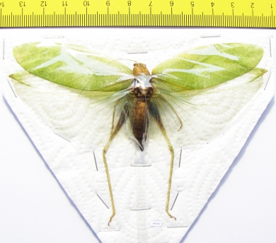 Orthoptera sp.  Thailand  114mm - INSECTS-STORE.RU