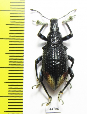 Rhinoscapha lagopyga  Fiji - INSECTS-STORE.RU