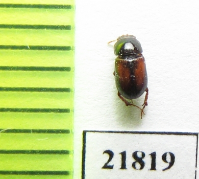 Turanella latevittis  Uzbekistan - INSECTS-STORE.RU