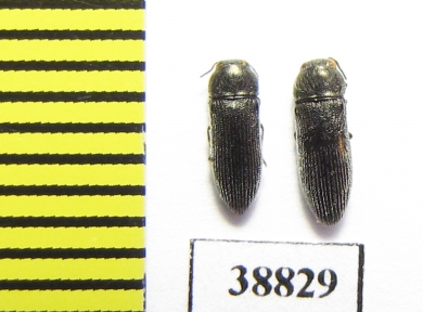 Acmaeodera truquii  Turkey - INSECTS-STORE.RU