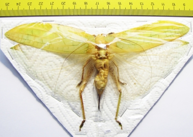 Orthoptera sp.  Thailand  156mm - INSECTS-STORE.RU
