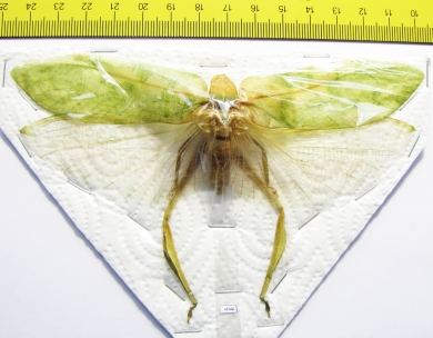 Orthoptera sp.  Thailand  142mm - INSECTS-STORE.RU