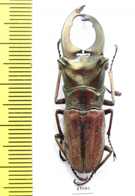 Cyclommatus zuberi  Philippines  41mm - INSECTS-STORE.RU