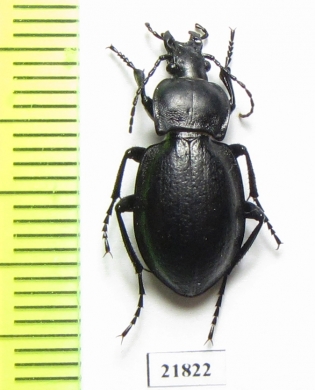 Carabus (Semnocarabus) erosus erosus  Kirgizstan - INSECTS-STORE.RU