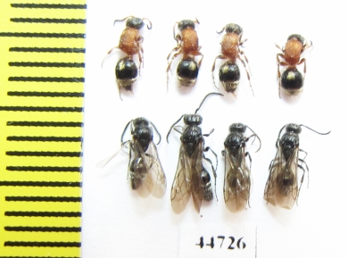 Mutillidae sp., pair  Russia, Tver reg. - INSECTS-STORE.RU