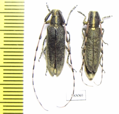 Agapanthia lateralis, pair  Turkey - INSECTS-STORE.RU