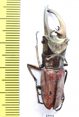 Cyclommatus zuberi  Philippines  44mm - INSECTS-STORE.RU