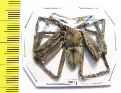 Arachnida sp.  Malaysia - INSECTS-STORE.RU