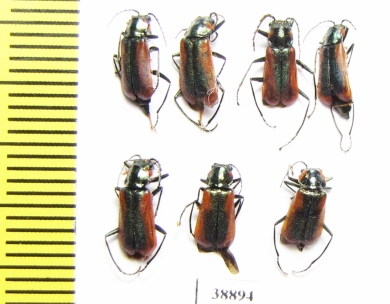 Melyridae sp.  Turkey - INSECTS-STORE.RU