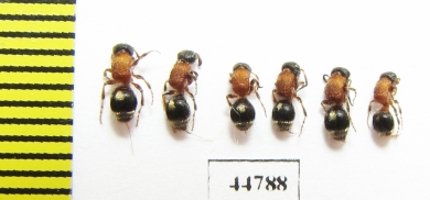 Mutillidae sp.  Russia, Tver reg. - INSECTS-STORE.RU