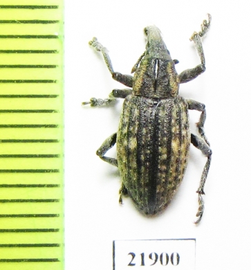 Lepyrus nordenskioldi  Russia, Taimyr - INSECTS-STORE.RU