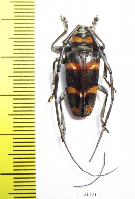 Cereopsius quaestor  Philippines - INSECTS-STORE.RU