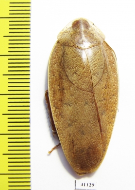 Blattodea sp.  Malaysia - INSECTS-STORE.RU