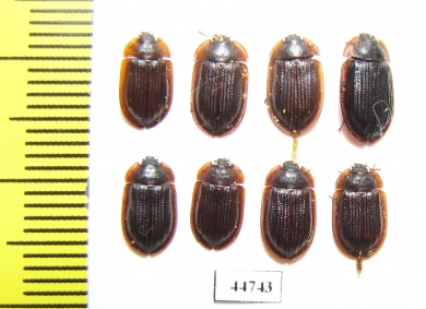Ostoma ferrugineum  Russia, Tver reg. - INSECTS-STORE.RU