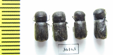 Bostrichidae sp.  Thailand - INSECTS-STORE.RU