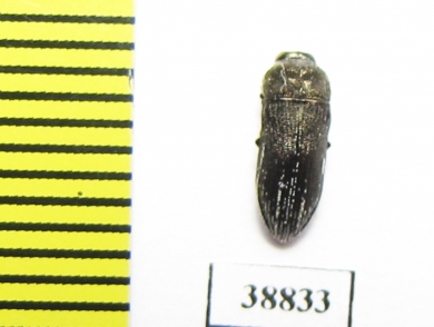 Acmaeodera farinosa  Turkey - INSECTS-STORE.RU