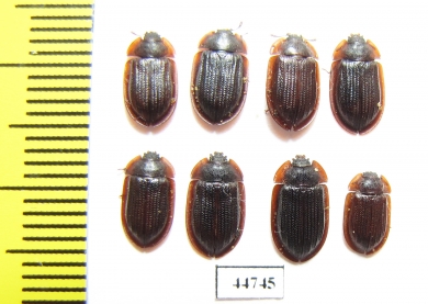 Ostoma ferrugineum  Russia, Tver reg. - INSECTS-STORE.RU