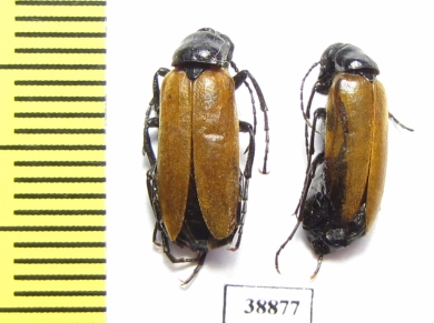 Zonitis sp.  Turkey - INSECTS-STORE.RU