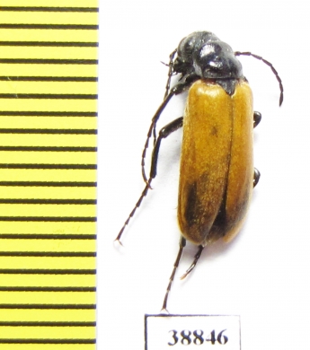 Zonitis sp.  Turkey - INSECTS-STORE.RU