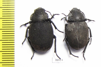 Pachyscelis villosa  Turkey - INSECTS-STORE.RU