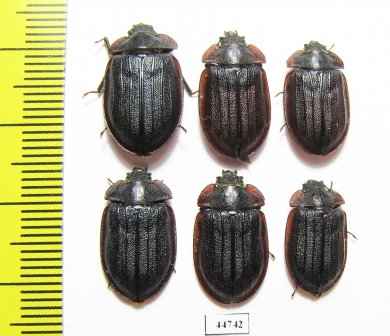 Peltis grossa  Russia, Tver reg. - INSECTS-STORE.RU