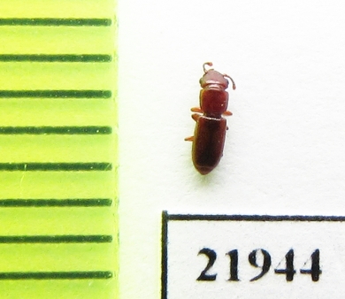 Salpingidae sp.  Indonesia, Sumatra - INSECTS-STORE.RU