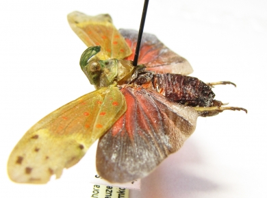 Enchophora ? leae  Peru - INSECTS-STORE.RU