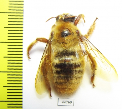 Hymenoptera sp.  Thailand - INSECTS-STORE.RU