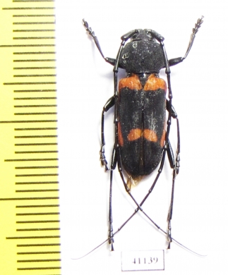 Purpuricenus quadrinotatus  Indonesia, Tanimbar isl. - INSECTS-STORE.RU