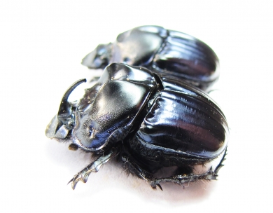 Sulcophanaeus batesi, pair  Argentina - INSECTS-STORE.RU