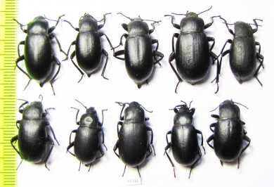 Blaps lethifera, pair  Russia, Astrakhan reg. - INSECTS-STORE.RU