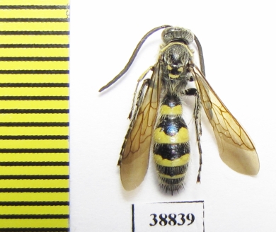 Scoliidae sp.  Indonesia, Sumatra - INSECTS-STORE.RU