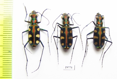 Cicindela aurulenta, pair  Laos - INSECTS-STORE.RU