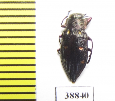 Chrysobothris sp.  China, Yunnan prov. - INSECTS-STORE.RU