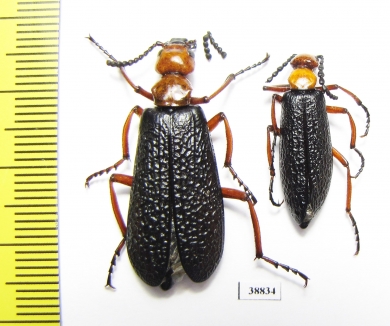 Lytta magister  USA - INSECTS-STORE.RU